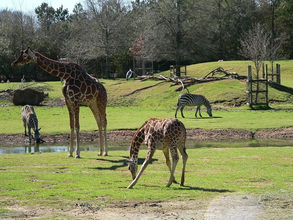 Montgomery Zoo