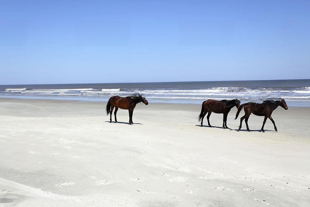 Cumberland Island