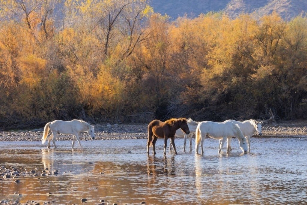 Rivers in Arizona