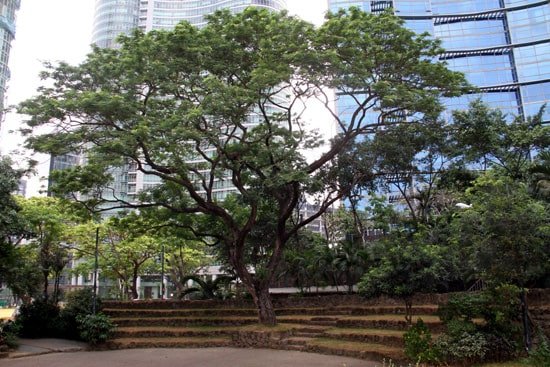 JY Campos Park - Things to Do in BGC