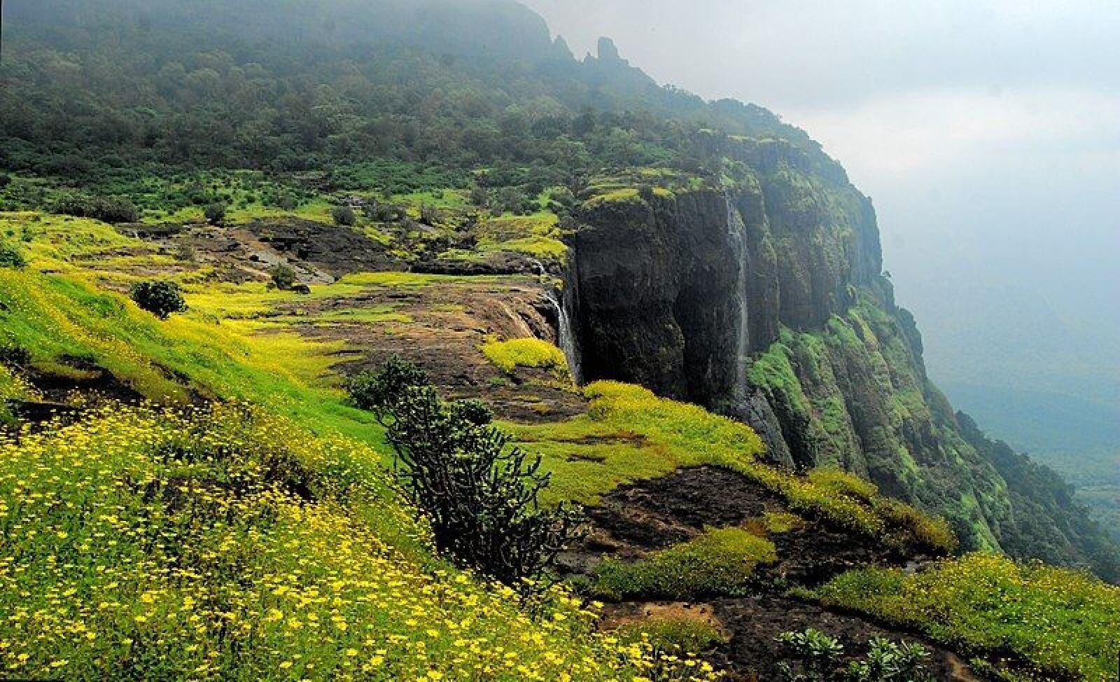 Malshej Ghat Jungle