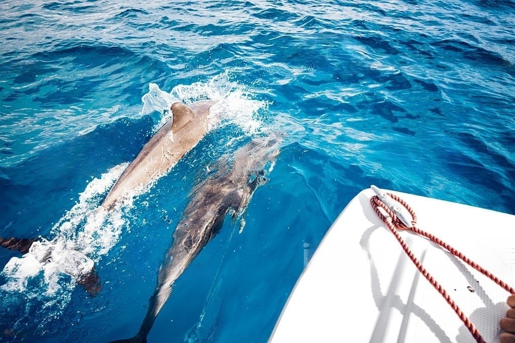 Dolphin Tours Cocoa Beach