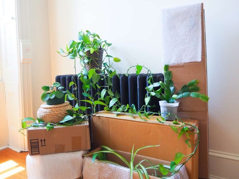 Prepare your plants for moving