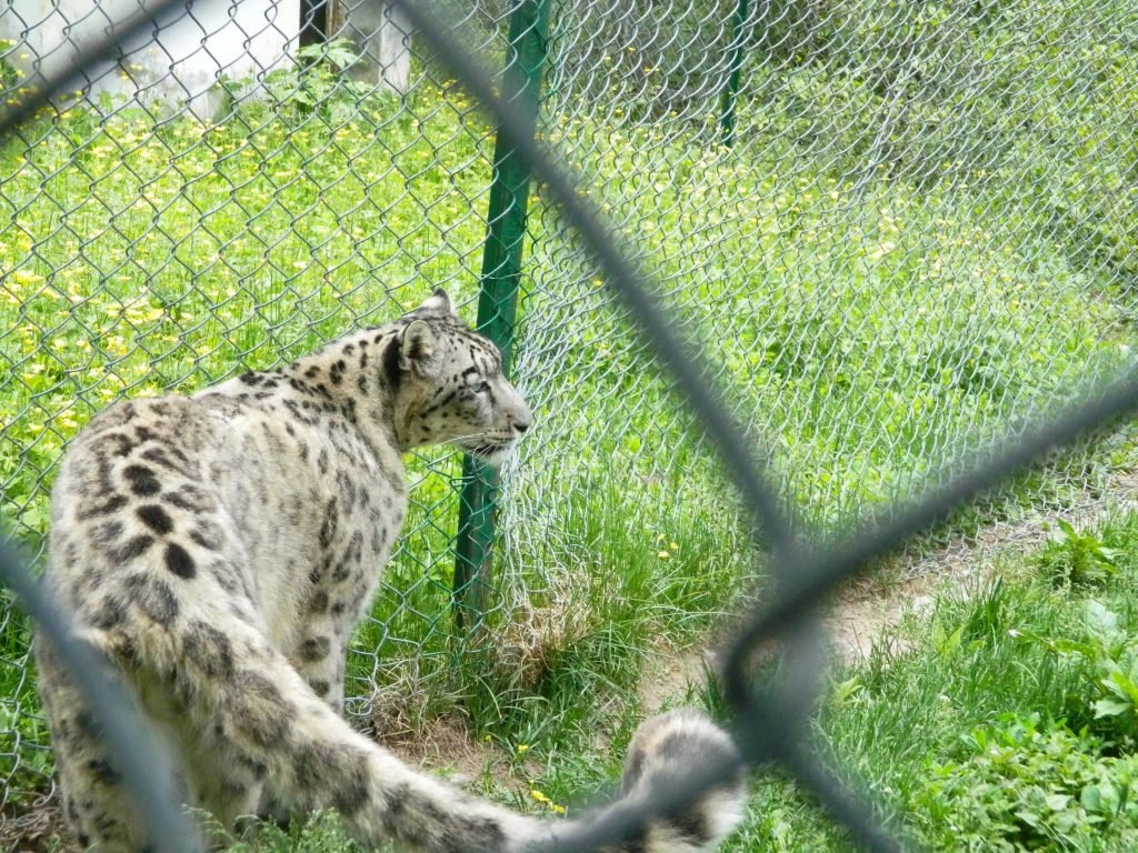 Lalazar Wildlife Park - Places to visit in Nathia Gali