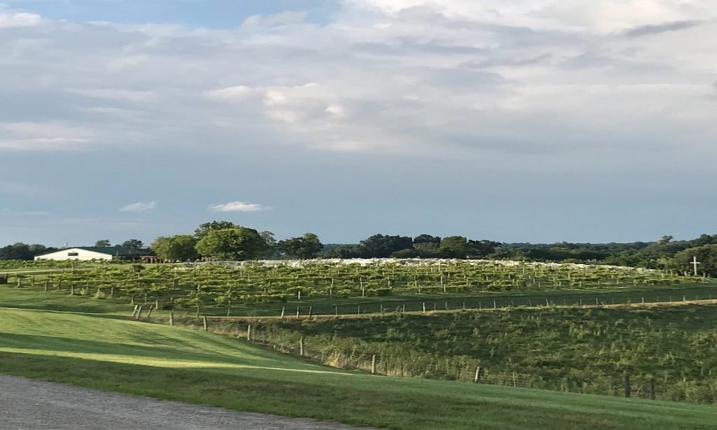 Chenault Vineyard - Things to do in Richmond (KY)