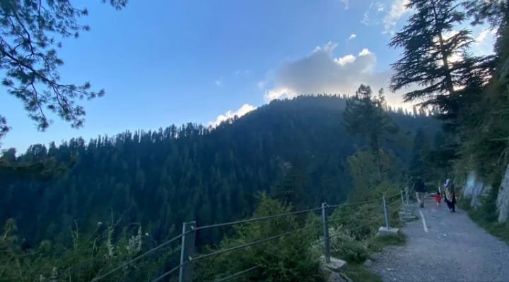 Dunga Gali Pine Line Track