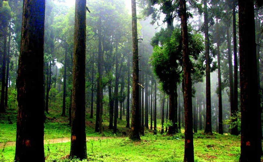 Kurseong - Places to Visit in Darjeeling